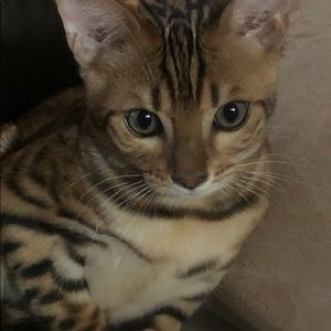 Meet your Posher, Nadia